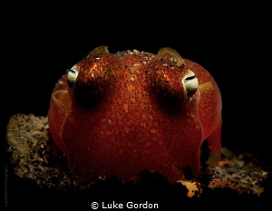 Tropical Bobtail Squid!!! by Luke Gordon 